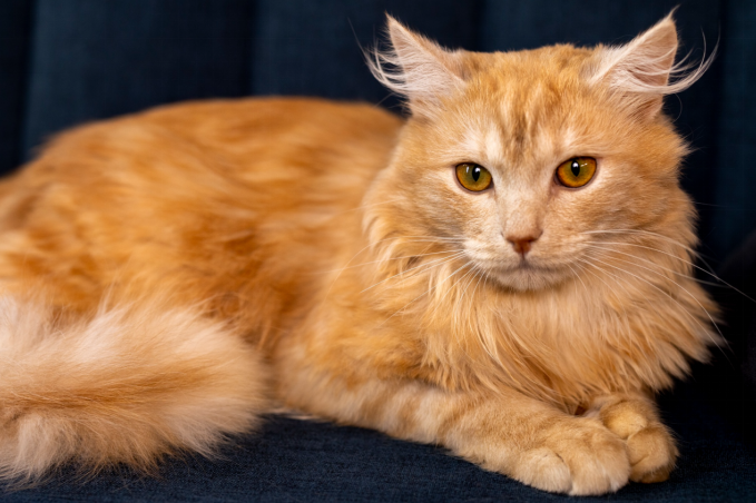brown cat breed