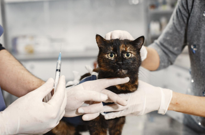 giving benadryl to cat