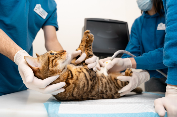 cat checkup