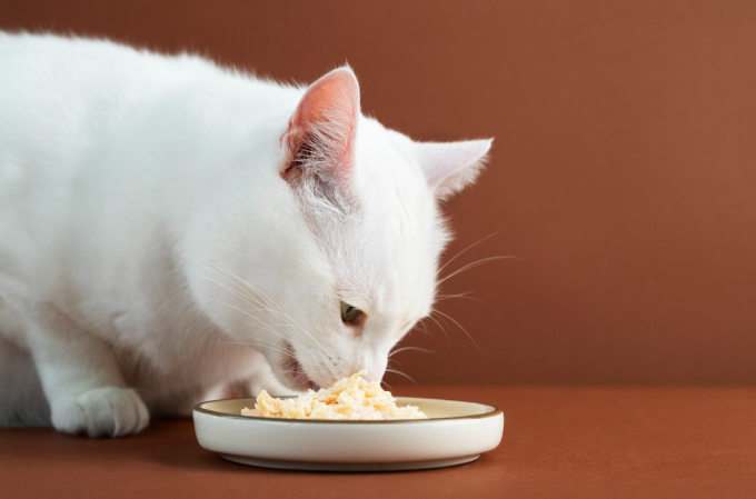 cat eating food