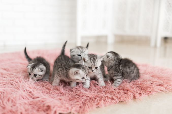 group of kittens