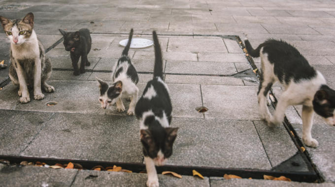cats walking together