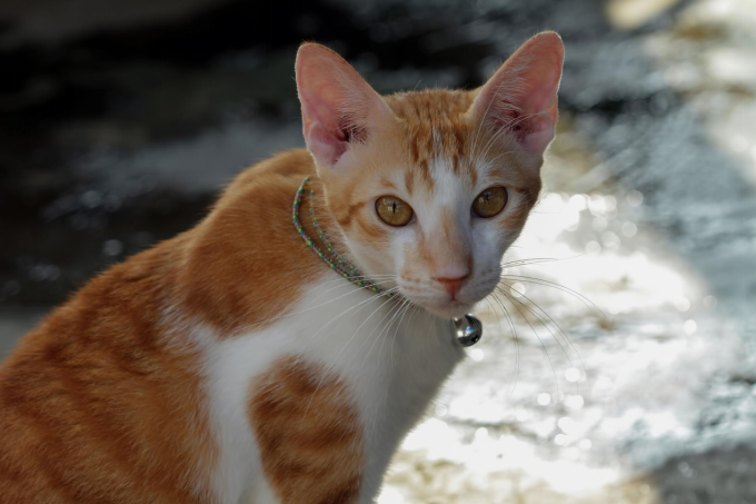 orange tabby cat evolution