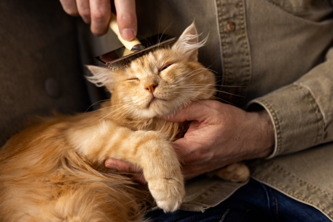 orange tabby cat grooming
