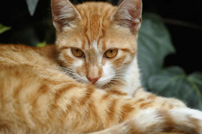 cat sitting in garden