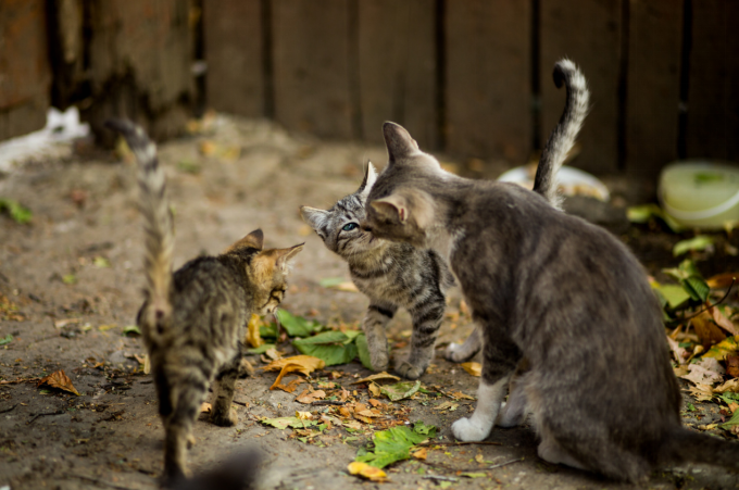 group of cats