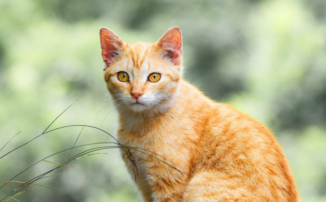orange tabby cat