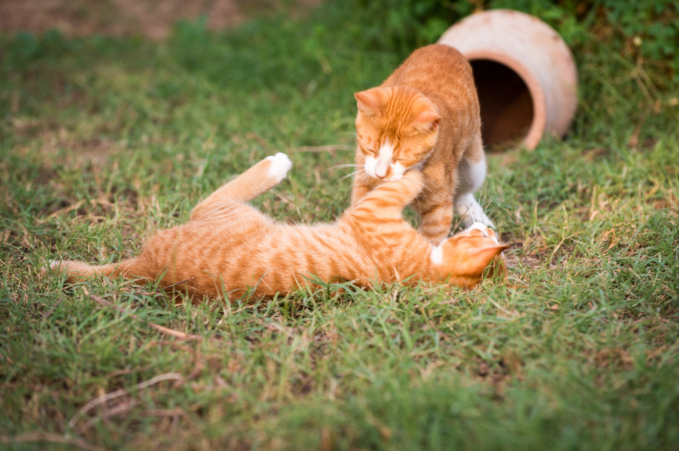kittens playing