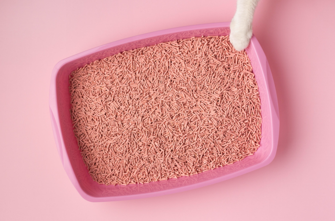 cat litter box