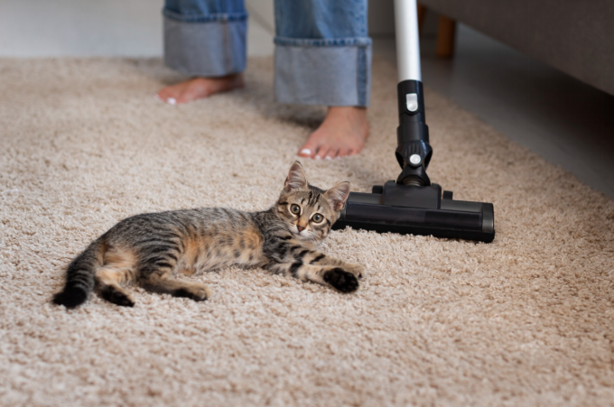 cat laying on carpet