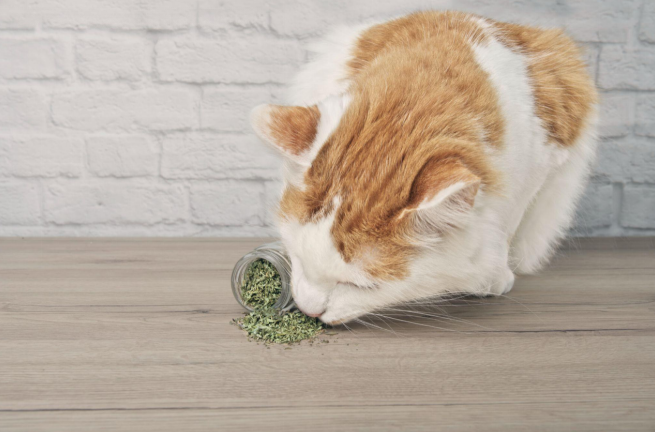 cat sniffin on dry catnip