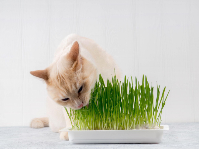 cat bitting on the fresh catnip