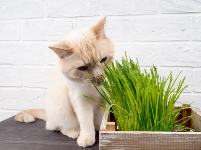 cat eating the fresh catnip