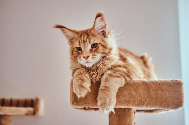 ginger female maine coon cat
