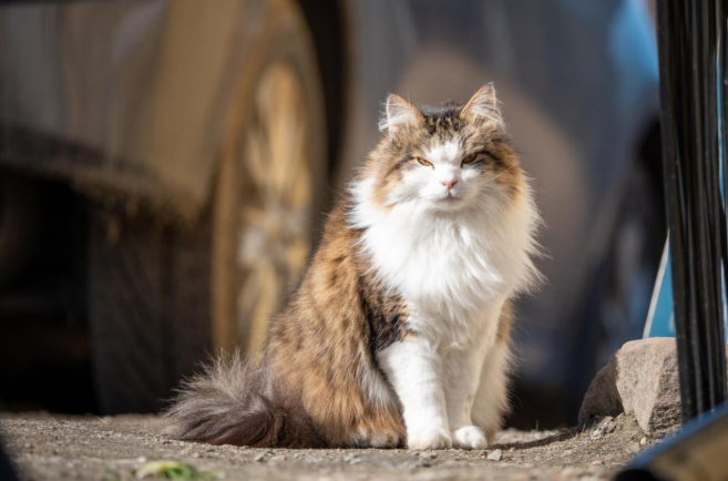 female fluffy maine coon cat sitting on road