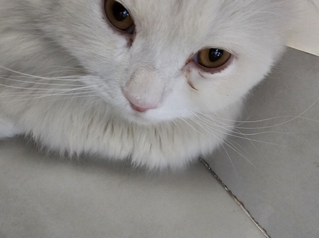rusty eye stains under cat’s eye