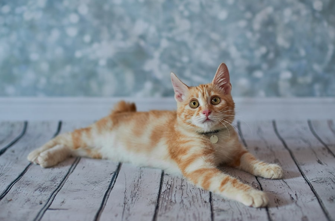 bobtail cat lying down on floor