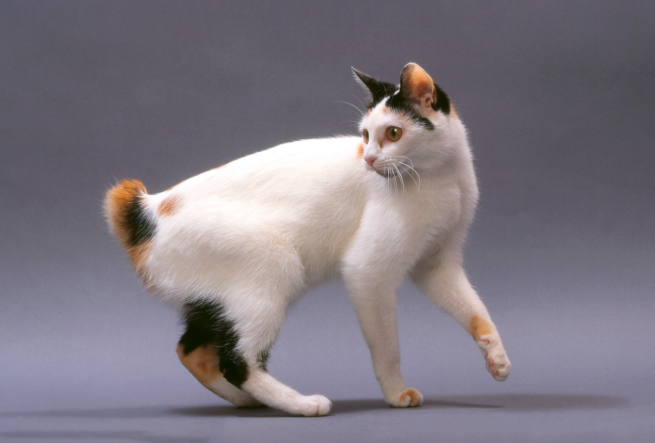 bobtail cat looking at its tail