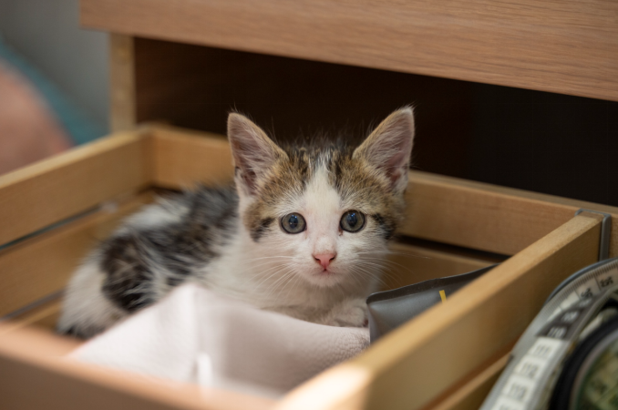 kitten sitting in the box