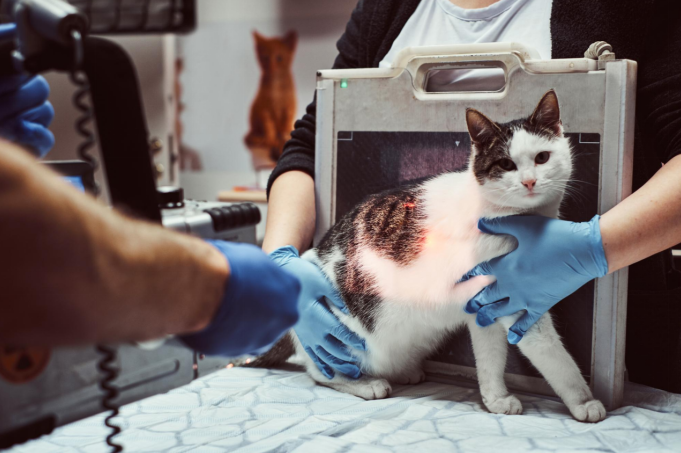 cat getting x-ray