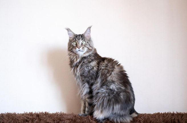 Female Maine Coon Size