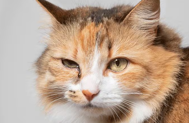 reddish-brown discharge from the cat’s eye