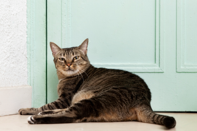 cat sitting on the floor