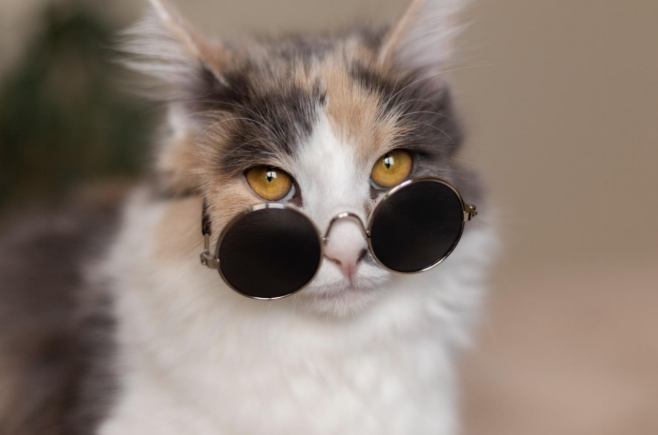 what colors can cats see
