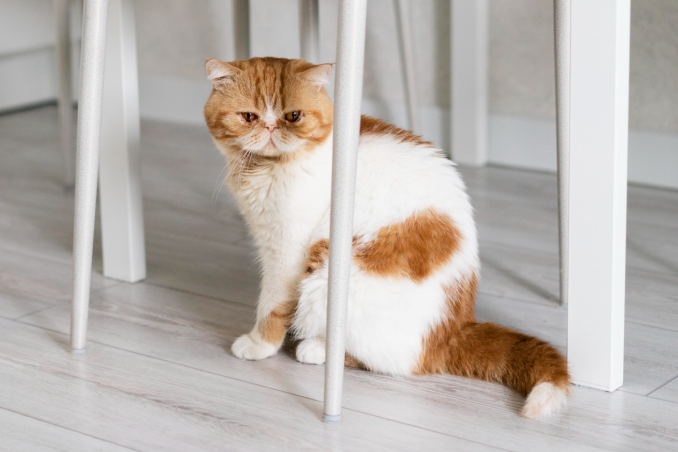 cat sitting under the chair 