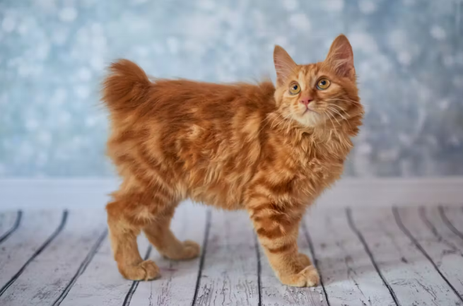 Cat With No Tail