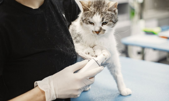 Cat Stung by a Bee