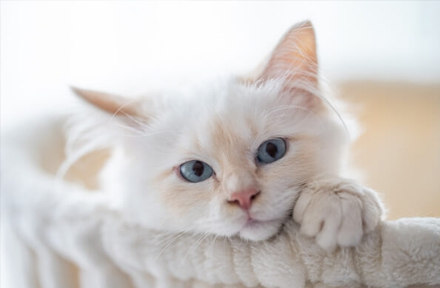 everything-about-cat-shedding