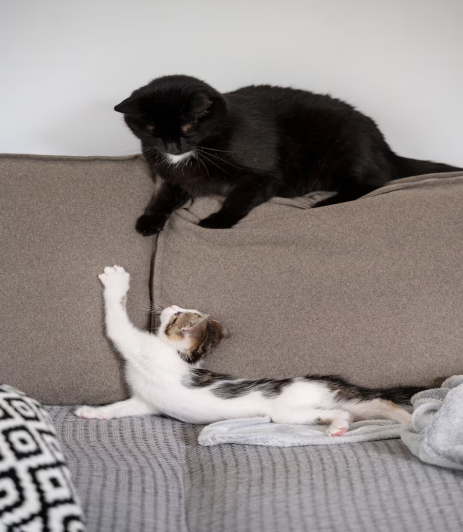 cats spending time indoors