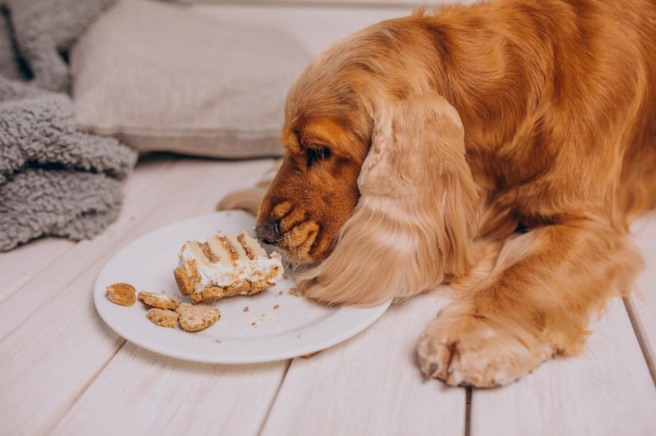 dog eating food