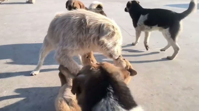 king charles xiasi dog in fight