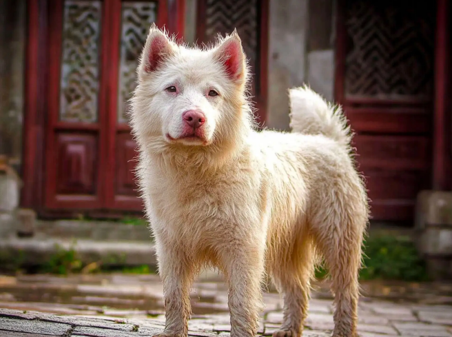 the xiasi dog outside