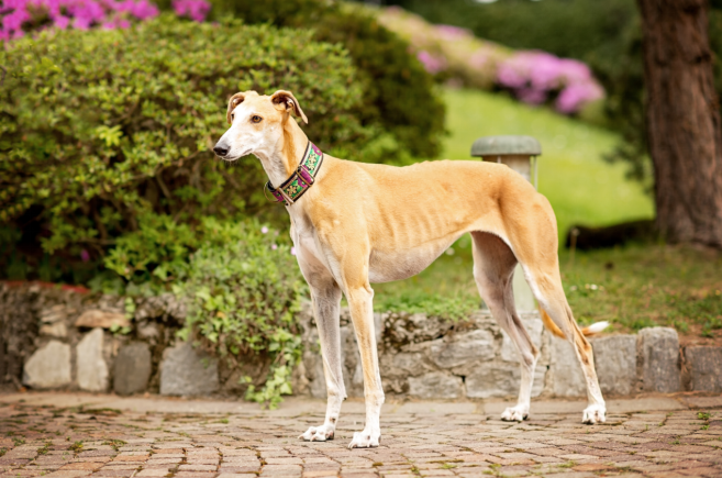 a dog with a very low body condition score