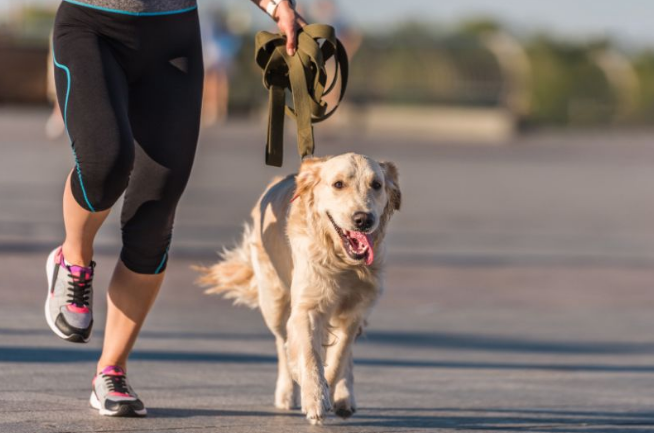 exercise with the dog