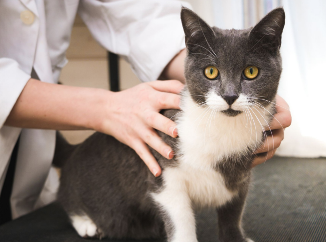 checking the cat body condition score