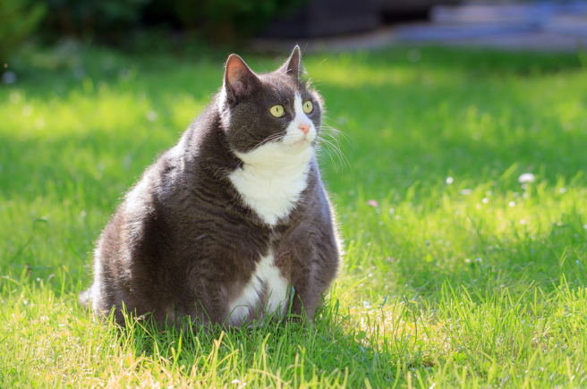 cat having the high bcs score sitting in garden