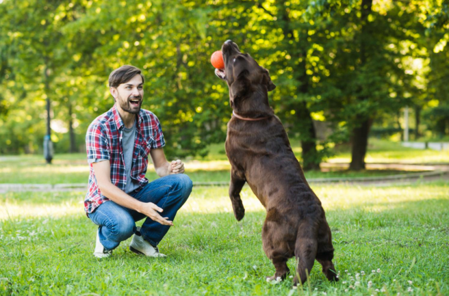 dog play outside for fitness