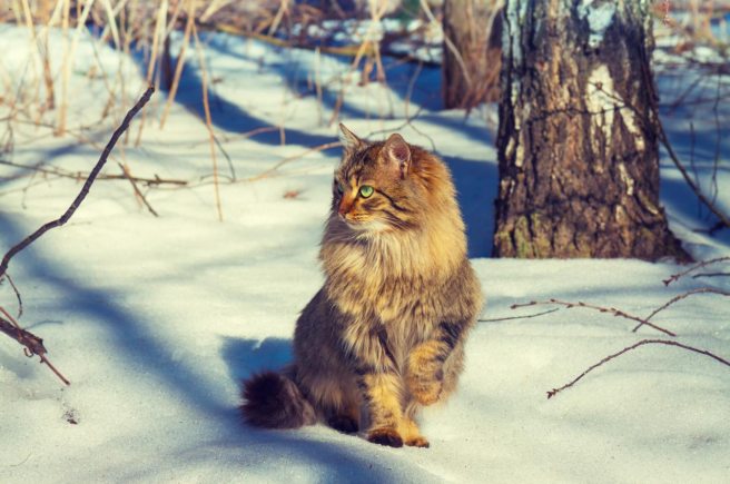 a siberian cat sitting in a snowy forest