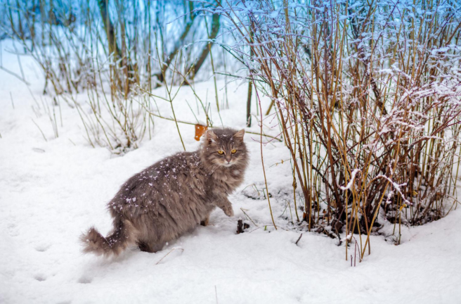 siberian cat walking in the snow