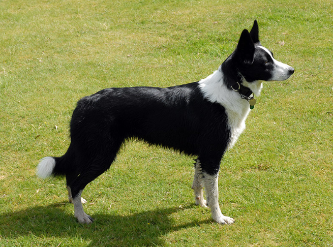 Body Condition Score Dog