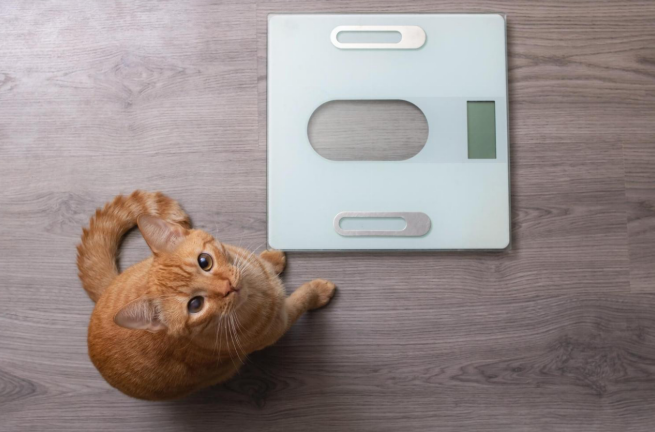 Cat weight loss