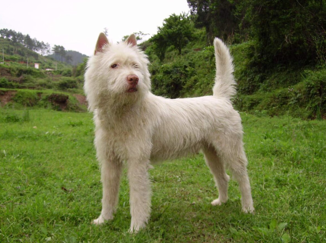 king charles xiasi dog