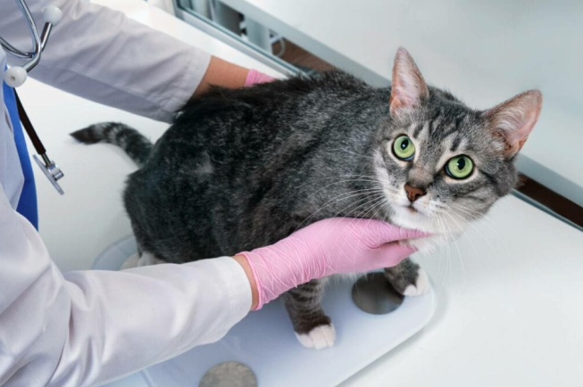 checking the cat body condition score