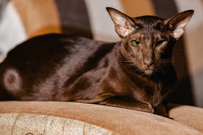 cat sitting on a chair
