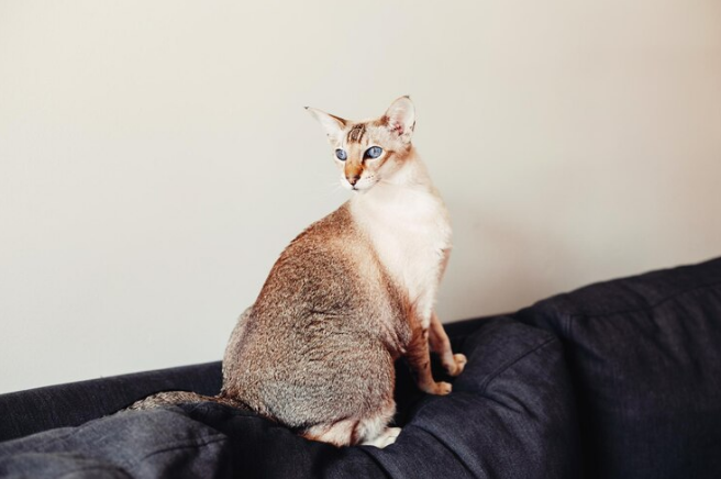 cute Balinese cat