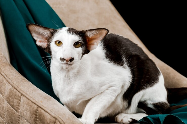 Oriental Shorthairs